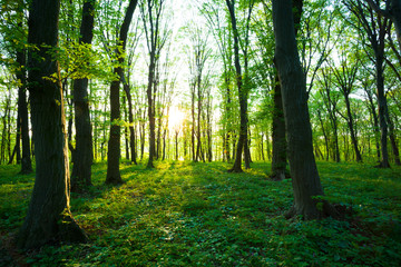 sunrise in the green forest