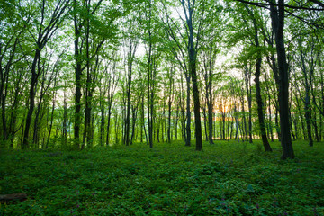 Obraz premium sunrise in the green forest