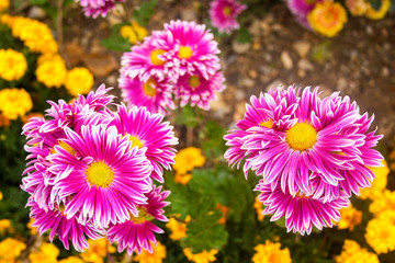Beautiful bright colors flowers