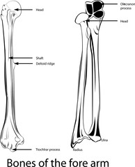Bones of the fore arm ,    All elements are in separate layers color can be changed easily