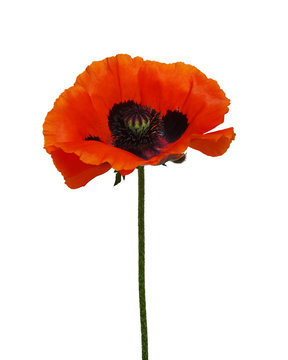 One red poppy isolated on white