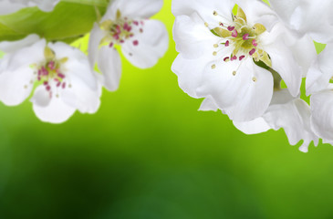 Spring blossom with soft blur background