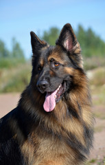 German shepherd portrait