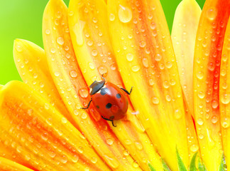 Naklejka premium Ladybug and flower