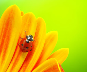 Ladybug and flower