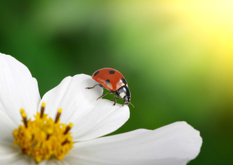 Ladybug and flower