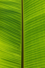  green leaf texture