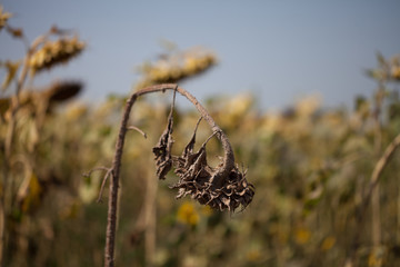 Dried sunflower on a field - 104999337