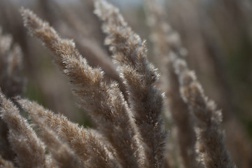 abstract softness beige Feather Grass
