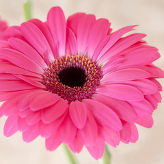 Pink Flower isolated, square cropped.