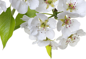 Naklejka na ściany i meble blossoms isolated on white