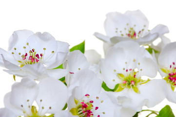  blossoms isolated on white