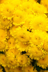 Beautiful bright colors flowers