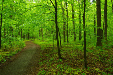 green forest