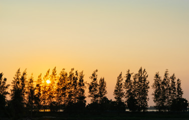Orange evergreen sunset silhouette background