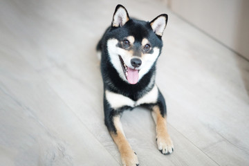 Shiba Inu with smiley face