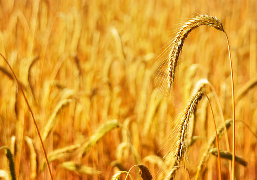 Rye field or wheat field in the sun with defocused background. Selective focus of ears of rye, nature background with copy space. Cereals plants in the sun.