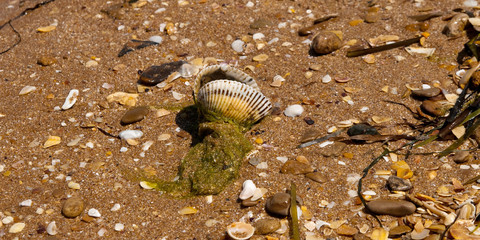 Background. Cockleshells, sand, seaweed and water
