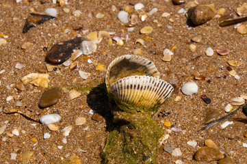 Background. Cockleshells, sand, seaweed and water