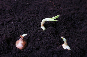 onion sets, planted in fertile ground