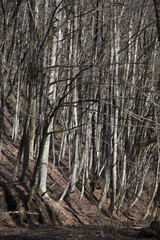 Obraz premium Кавказ