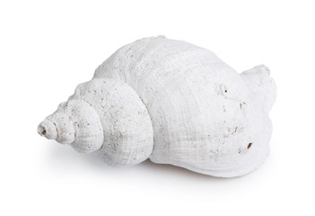 Marine sea shell
