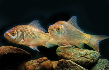 Carassius auratus - Silver crucian carp