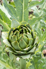 Obraz premium Enginar Tarlası