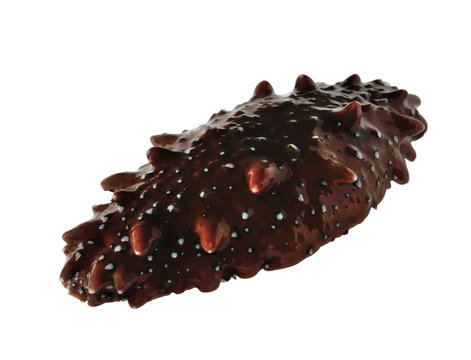 Raw trepang isolated on white