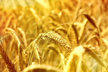 Rye field or wheat field in the sun with defocused background. Selective focus of ears of rye, nature background with copy space. Cereals plants in the sun.