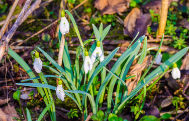Delicate Snowdrop flowers