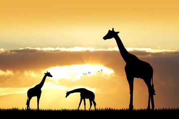 Fototapeta na wymiar giraffe at sunset