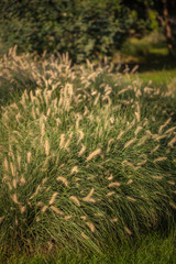 Decorative grass in a park