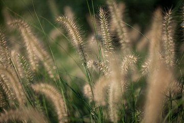 Decorative grass in a park