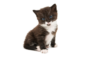 black and white kitten isolated