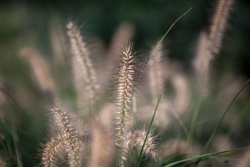 Decorative grass in a park