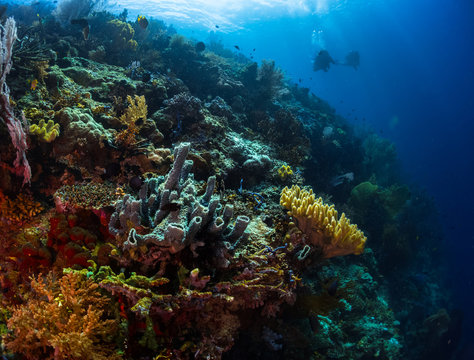 Fototapeta Coral reef