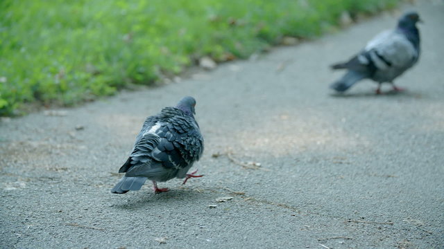 Pegions on path in park