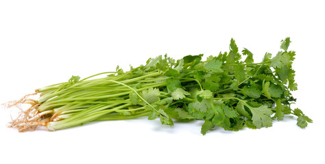 Bunch of fresh coriander leaves on white background
