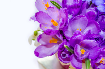Fototapeta na wymiar Delicate snowdrop, blue hepatica and purple crocus flowers on wh