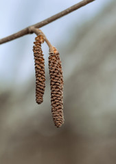 Catkins of a birch