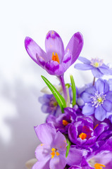 Delicate snowdrop, blue hepatica and purple crocus flowers on wh