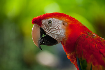 Parrot