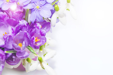 Delicate snowdrop, blue hepatica and purple crocus flowers on wh