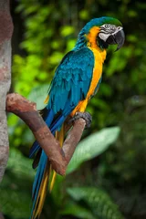 Parrot