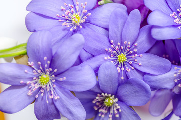 Obraz premium Delicate snowdrop, blue hepatica and purple crocus flowers on wh