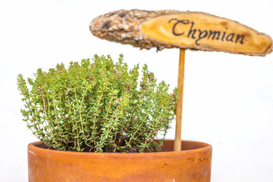 Blumentopf mit Thymian