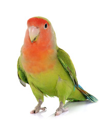 Fototapeta premium Peach faced Lovebird