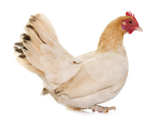 hen Japanese bantam
