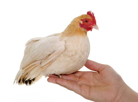 hen Japanese bantam